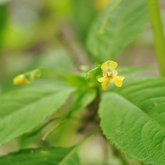 Impatiens parviflora