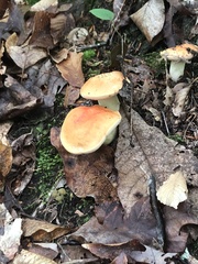 Tylopilus balloui