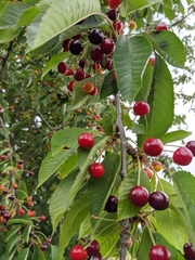 Prunus avium