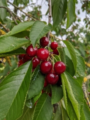Prunus avium