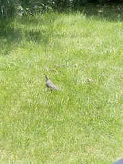 Callipepla californica