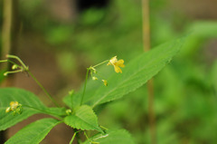 Impatiens parviflora