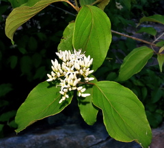 Cornus foemina