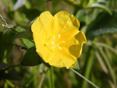 Daustinia montana