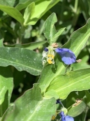 Commelina