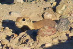 Xerospermophilus tereticaudus