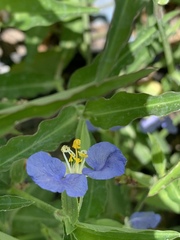 Commelina