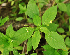 Impatiens parviflora