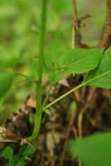 Impatiens parviflora