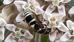 Ancistrocerus waldenii