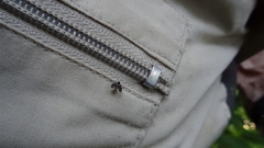 Lepiseodina conspicua