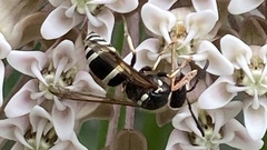 Ancistrocerus waldenii