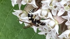 Ancistrocerus waldenii