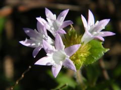 Richardia grandiflora