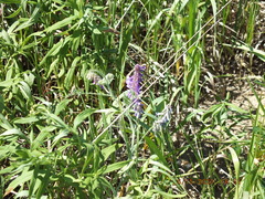 Vicia villosa villosa