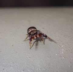 Harmochirus brachiatus