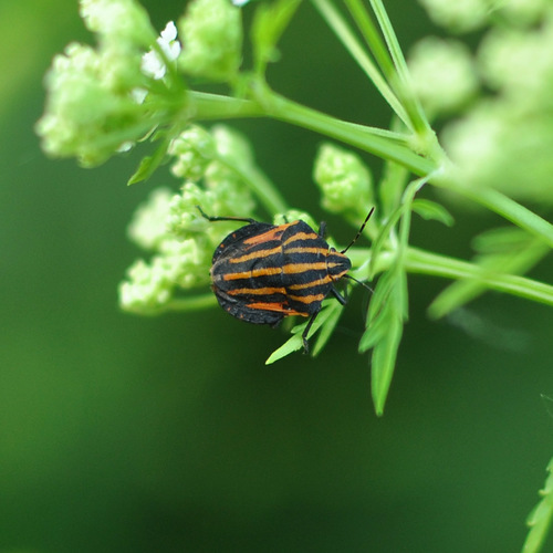European Striped Shield Bug (Graphosoma italicum)