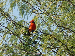 Pyrocephalus rubinus mexicanus