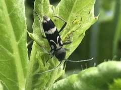 Chlorophorus figuratus