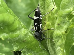 Chlorophorus figuratus