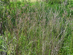Verbena brasiliensis