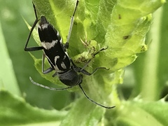 Chlorophorus figuratus