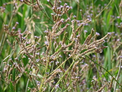 Verbena brasiliensis