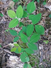 Hylodesmum nudiflorum