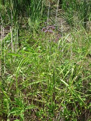Verbena brasiliensis