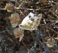 Pontia daplidice