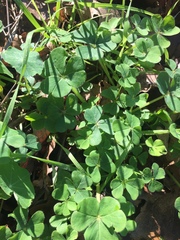 Oxalis compressa