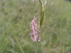 Cynaeda dentalis