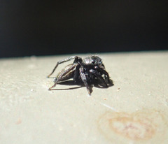 Salticinae