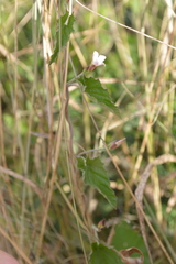 Convolvulus sagittatus