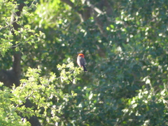 Pyrocephalus rubinus mexicanus