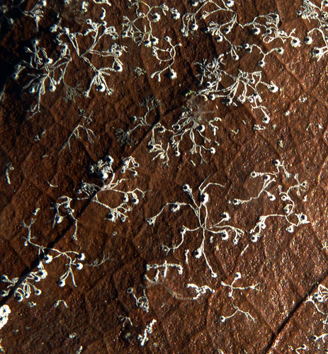 Strigula delicata image