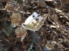 Pontia daplidice