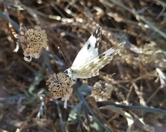 Pontia daplidice