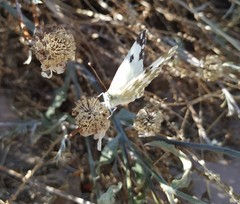 Pontia daplidice