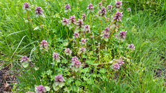 Lamium purpureum purpureum