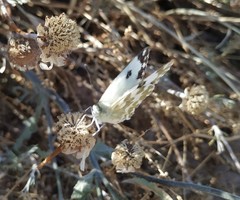 Pontia daplidice