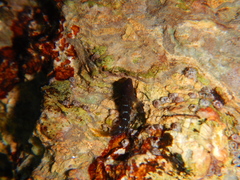 Microlipophrys canevae