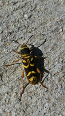 Xylotrechus insignis