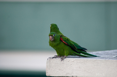 Psittacara chloropterus