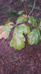 Quercus