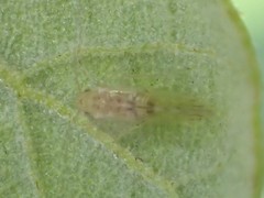Trichopsocus