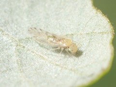 Trichopsocus