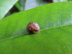 Euconulidae