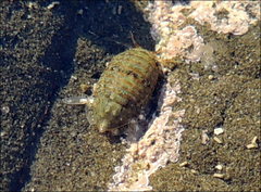 Exosphaeroma gigas