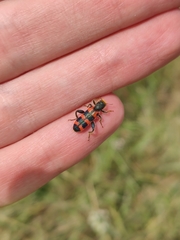 Trichodes leucopsideus